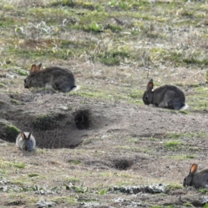 Oryctolagus cuniculus at Tuggeranong DC, ACT - 3 Jul 2020