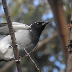 Coracina novaehollandiae at Tuggeranong DC, ACT - 3 Jul 2020