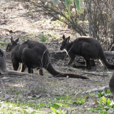 Osphranter robustus robustus (Eastern Wallaroo) at Tuggeranong DC, ACT - 3 Jul 2020 by HelenCross