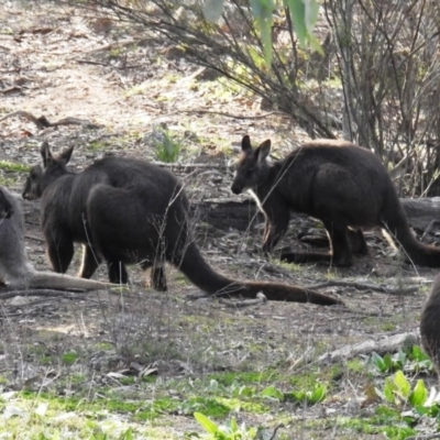 Osphranter robustus robustus (Eastern Wallaroo) at Tuggeranong DC, ACT - 2 Jul 2020 by HelenCross