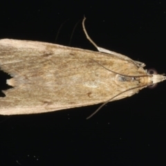 Achyra affinitalis (Cotton Web Spinner) at Ainslie, ACT - 27 Nov 2019 by jbromilow50