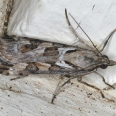 Nomophila corticalis (A Snout Moth) at Ainslie, ACT - 27 Nov 2019 by jb2602