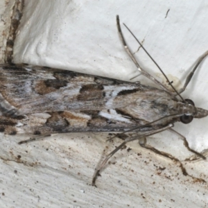 Nomophila corticalis at Ainslie, ACT - 27 Nov 2019 10:27 PM