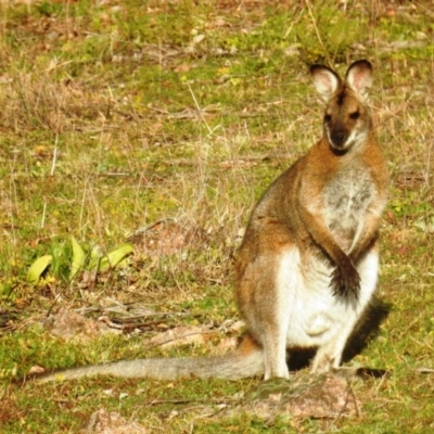 Notamacropus rufogriseus (Red-necked Wallaby) at Tuggeranong DC, ACT - 2 Jul 2020 by HelenCross