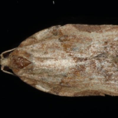 Epiphyas postvittana (Light Brown Apple Moth) at Ainslie, ACT - 27 Nov 2019 by jb2602