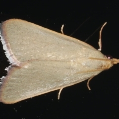 Ocrasa acerasta (A Pyralid moth) at Ainslie, ACT - 27 Nov 2019 by jb2602