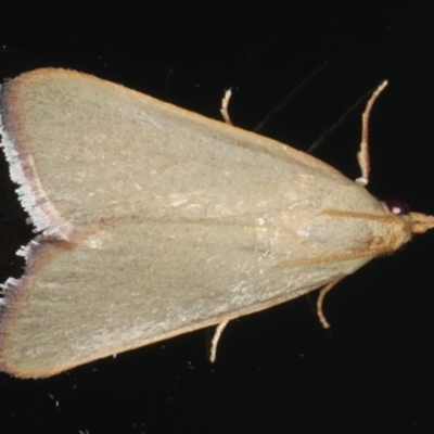 Ocrasa acerasta (A Pyralid moth) at Ainslie, ACT - 27 Nov 2019 by jb2602