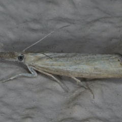 Faveria tritalis (Couchgrass Webworm) at Ainslie, ACT - 27 Nov 2019 by jbromilow50