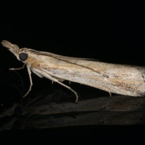 Faveria tritalis at Ainslie, ACT - 27 Nov 2019 08:59 PM