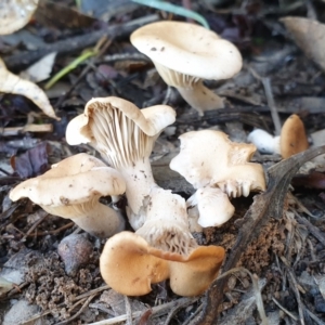 Clitocybe s. l. at Cook, ACT - 12 May 2020