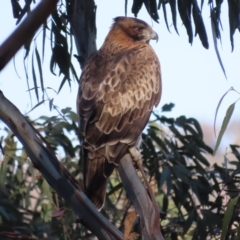 Hieraaetus morphnoides (Little Eagle) at Red Hill, ACT - 3 Jul 2020 by roymcd