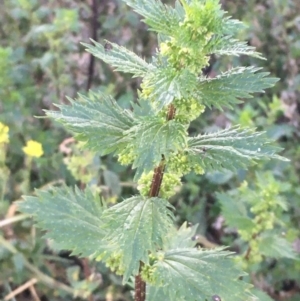 Urtica urens at Majura, ACT - 3 Jul 2020