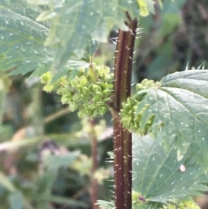 Urtica urens at Majura, ACT - 3 Jul 2020