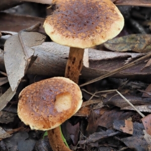 zz agaric (stem; gills not white/cream) at Cotter River, ACT - 29 May 2020