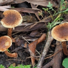 zz agaric (stem; gills not white/cream) at Cotter River, ACT - 29 May 2020