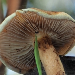 zz agaric (stem; gills not white/cream) at Cotter River, ACT - 29 May 2020