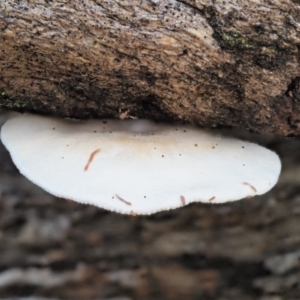 zz agaric (stem; gills white/cream) at Cotter River, ACT - 29 May 2020