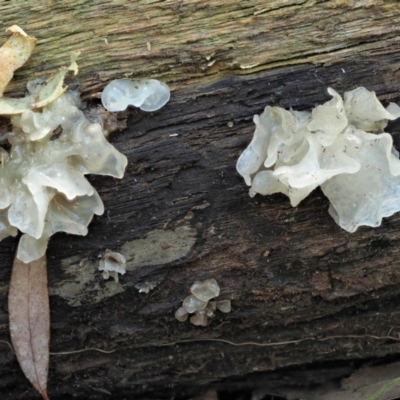 Tremella fuciformis (Snow Fungus) at Lower Cotter Catchment - 29 May 2020 by KenT