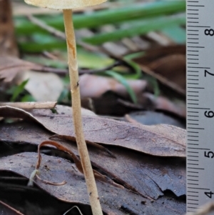 zz agaric (stem; gills not white/cream) at Cotter River, ACT - 29 May 2020