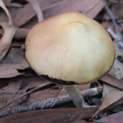 Psilocybe sp. at suppressed - 29 May 2020