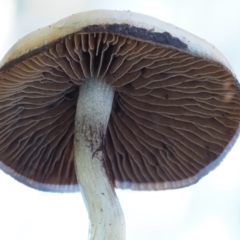 Psilocybe sp. at suppressed - suppressed