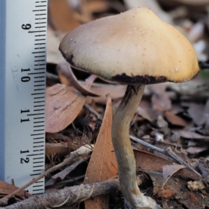 Psilocybe sp. at suppressed - suppressed