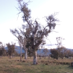Eucalyptus blakelyi (Blakely's Red Gum) at Gordon, ACT - 25 Jun 2020 by MichaelBedingfield