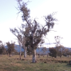 Eucalyptus blakelyi (Blakely's Red Gum) at Lanyon - northern section - 25 Jun 2020 by michaelb