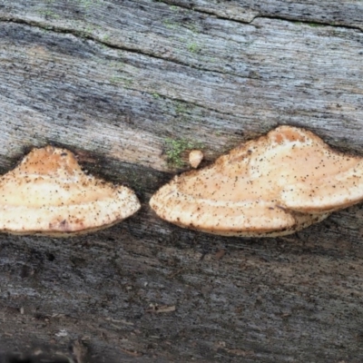 Truncospora ochroleuca at Cotter River, ACT - 29 May 2020 by KenT