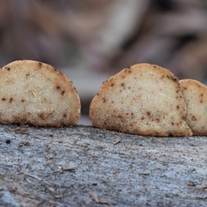 Truncospora ochroleuca at Cotter River, ACT - 29 May 2020