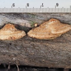 Truncospora ochroleuca at Cotter River, ACT - 29 May 2020