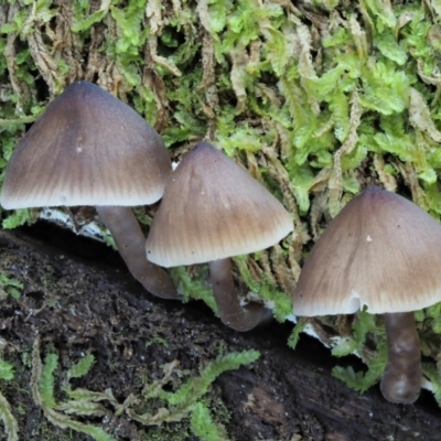 Mycena sp. ‘grey or grey-brown caps’ at Cotter River, ACT - 29 May 2020 by KenT