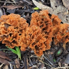 Podoscypha petalodes at Cotter River, ACT - 29 May 2020 by KenT