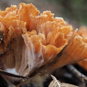 Podoscypha petalodes at Cotter River, ACT - 29 May 2020