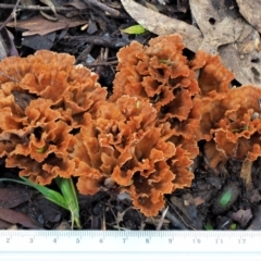 Podoscypha petalodes at Cotter River, ACT - 29 May 2020