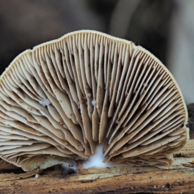 Crepidotus sp. (Crepidotus) at Lower Cotter Catchment - 29 May 2020 by KenT