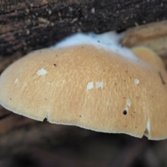 Crepidotus sp. at Cotter River, ACT - 29 May 2020 01:29 PM