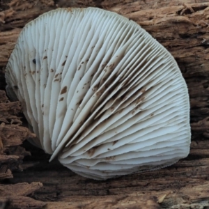 Crepidotus sp. at Cotter River, ACT - 29 May 2020 01:29 PM