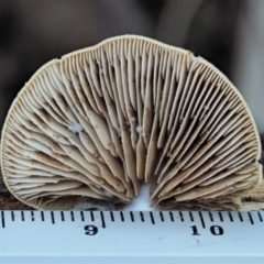 Crepidotus sp. at Cotter River, ACT - 29 May 2020 01:29 PM