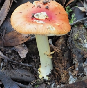 Amanita xanthocephala at Cotter River, ACT - 29 May 2020