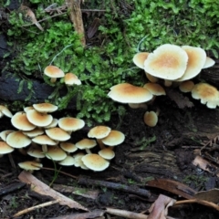 Hypholoma fasciculare (Hypholoma fasciculare) at Cotter River, ACT - 29 May 2020 by KenT