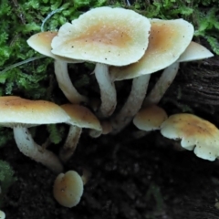 Hypholoma fasciculare at Cotter River, ACT - 29 May 2020