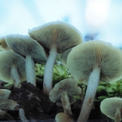 Hypholoma fasciculare at Cotter River, ACT - 29 May 2020