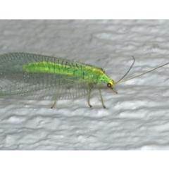 Nothancyla verreauxi (A Green Lacewing (with wide wings)) at Ainslie, ACT - 29 Nov 2019 by jbromilow50