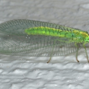 Nothancyla verreauxi at Ainslie, ACT - 29 Nov 2019 09:16 PM