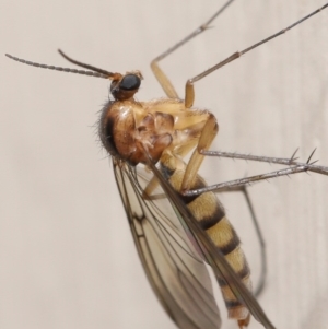 Mycetophilidae (family) at Evatt, ACT - 2 Jul 2020