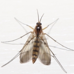 Mycetophilidae (family) at Evatt, ACT - 2 Jul 2020