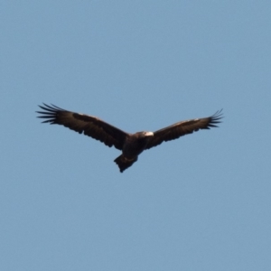 Aquila audax at Stromlo, ACT - 3 Jul 2020 02:00 PM