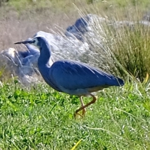 Egretta novaehollandiae at Melba, ACT - 4 Jul 2020 01:40 PM