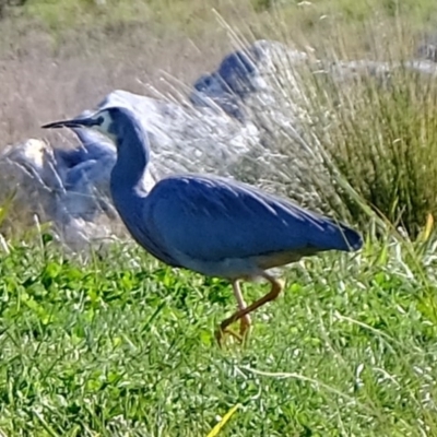 Egretta novaehollandiae (White-faced Heron) at Melba, ACT - 4 Jul 2020 by Kurt